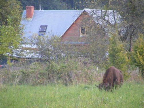a cow grazing in a field in front of a barn at Olsik in Białowieża