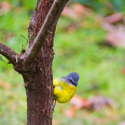 a yellow and blue bird perched on a tree branch at Mt Glorious Getaways in Mount Glorious
