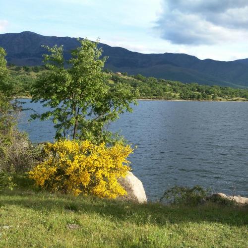 a tree sitting on the side of a lake at Apartamentos La Plazuela Baños de Montemayor in Baños de Montemayor