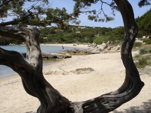 a view of a beach through a tree branch at Hotel Villa Gemella in Baja Sardinia