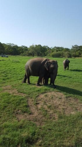 a group of elephants standing in a field at Little Paradise Tourist Guest House and Holiday Home in Anuradhapura