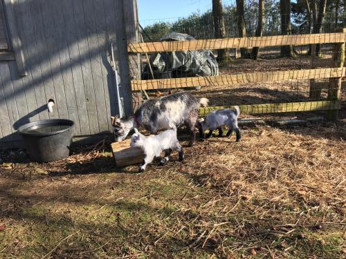 Altri animali domestici presso la casa vacanze o nei dintorni