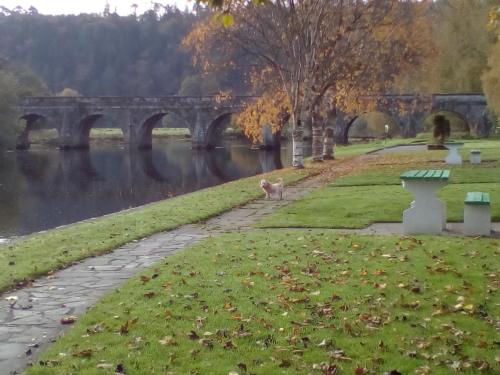 um gato caminhando ao longo de um caminho ao lado de uma ponte em Woodstock Arms em Inistioge