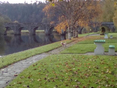 a cat walking along a path next to a bridge at Woodstock Arms in Inistioge