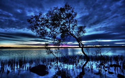a tree in the middle of a body of water at Eumarella Shores Noosa Lake Retreat in Noosaville
