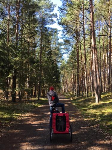a man riding a red wagon on a forest trail at Ferienwohnung Strandgut in Prerow