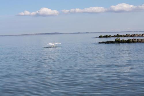 a white bird flying over a body of water at Reethus Stöfs in Behrensdorf