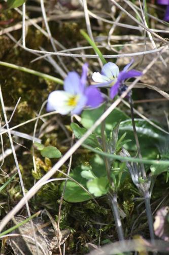 a group of purple and white flowers in the grass at Reethus Stöfs in Behrensdorf