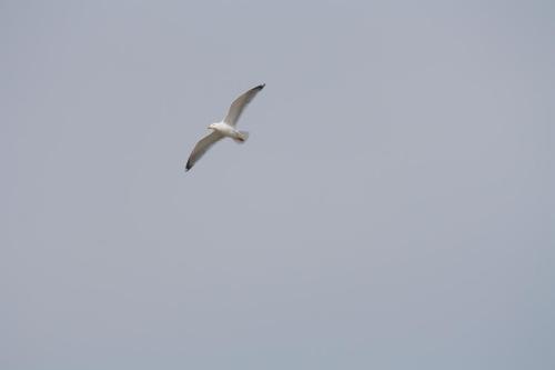 a bird flying in the sky at Reethus Stöfs in Behrensdorf