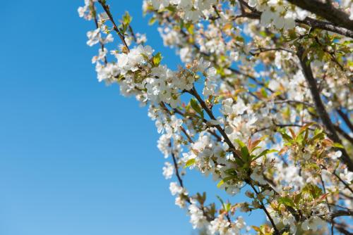 a branch of a flowering tree with a blue sky in the background at Agroturisme Perola - Only Adults in Llucmajor