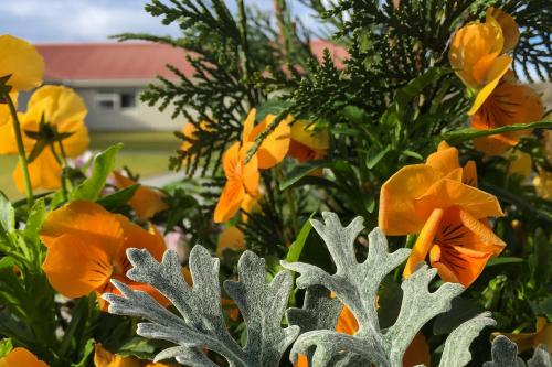 a bunch of yellow flowers in a garden at Northern Light Inn in Grindavík