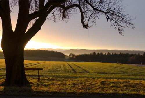 a park bench under a tree next to a field at Willi's Bauernhof in Leiben