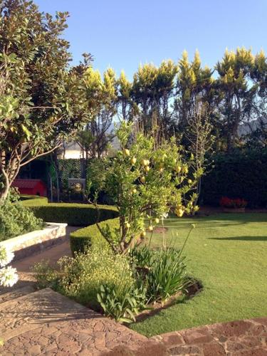 a garden with a small tree with yellow flowers at Hotel El Portón in Tenancingo de Degollado