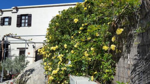 a bush with yellow flowers on a wall at Vasilion Agrotourism in Polis Chrysochous