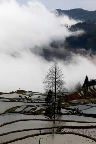 a tree in the middle of a field with clouds at Green Hostel & Sunny Guesthouse in Yuanyang