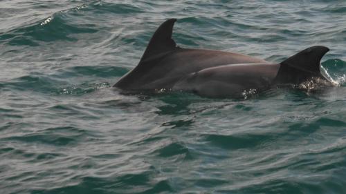 a dolphin swimming in the water at Blue Monkey Beach Cottages in Wasini
