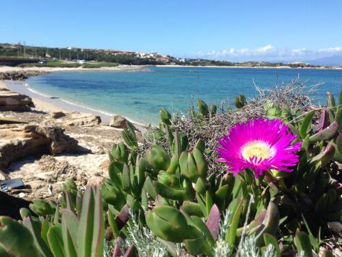 a pink flower on a beach with the ocean at Da Patrizia in Santa Teresa Gallura