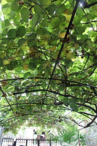 a tree with green leaves in a building at The Kiwi House in Lagodekhi