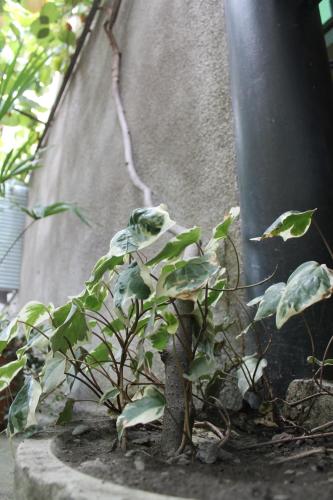 a green plant in a pot next to a pole at The Kiwi House in Lagodekhi