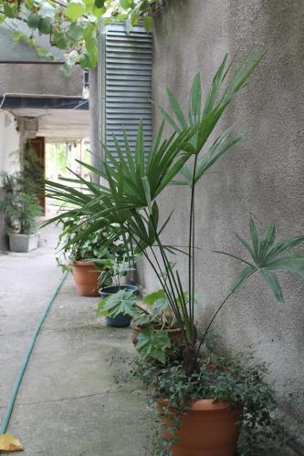 a group of plants in pots next to a wall at The Kiwi House in Lagodekhi
