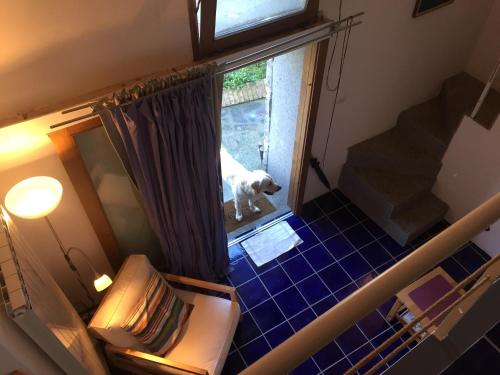 a dog looking out the window of a house at Villa Li Schisani in Sorrento