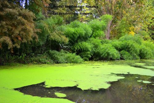a pond with green algae on the water at Pensiunea Avy in Haţeg