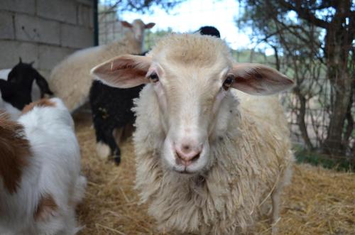 a sheep standing in the hay next to some goats at La Minditta in San Teodoro