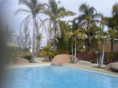 a large swimming pool with palm trees in the background at Hilltop Resort in Swan Hill