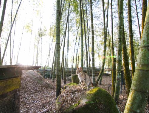 a cat sitting on top of a rock in a forest at Alishan Sunrise B&B in Fanlu