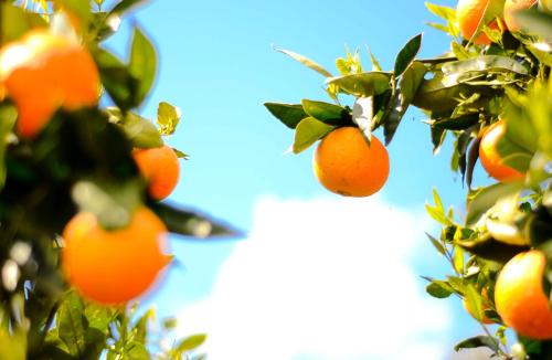 a bunch of oranges hanging from a tree at Sea Breeze Apartments Chios in Monolia