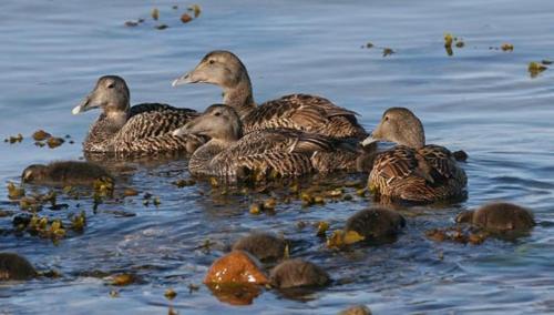 a group of ducks swimming in the water at Naboløs Rooms, near Munkebo, Kerteminde and Nyborg in Bovense