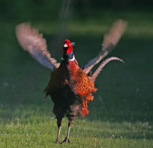 a peacock running in a field with its wings out at Naboløs Rooms, near Munkebo, Kerteminde and Nyborg in Bovense