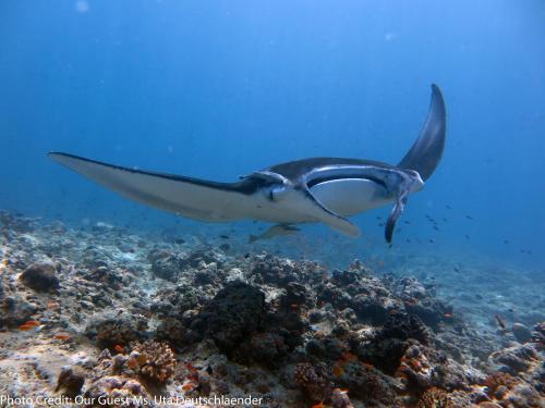 a whale shark swimming over a coral reef at Boutique Beach All Inclusive Diving Hotel in Dhigurah