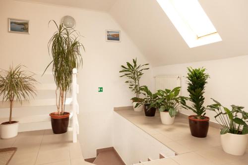a room with potted plants on a wall at Guest House Ljubica in Rastovača