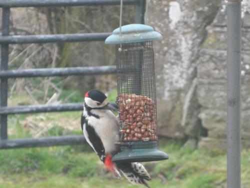 a bird eating food from a bird feeder at Midtown Farm Bed & Breakfast in Easton