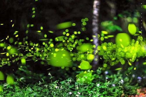 a group of green plants in a forest at Songfeng Xiuxian Homestay in Puli