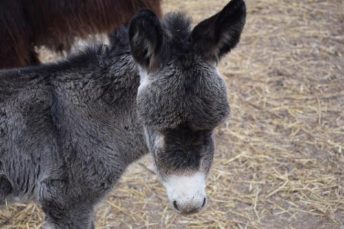 a close up of a donkey standing in hay at Agriturismo Cà Del Lupo in Palazzolo sullʼOglio