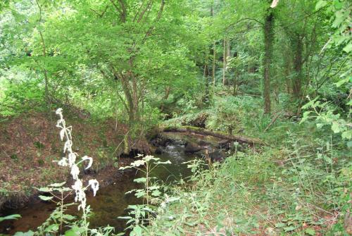 a stream in a wooded area with a fallen tree at Gite La Chouette in Bégard