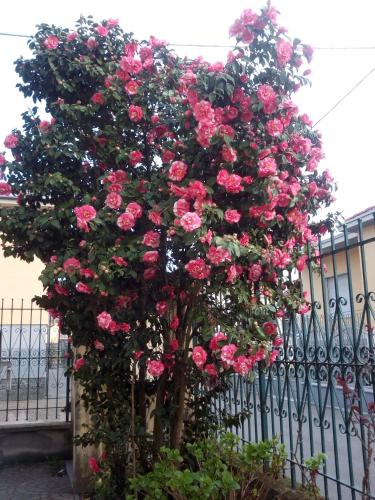 a tree with pink roses growing next to a fence at B&B Antica Corte Lombarda in Mortara