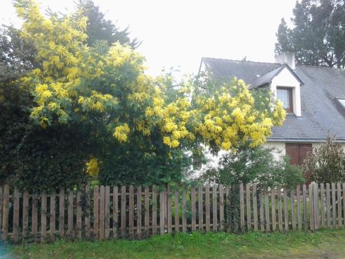 a tree with yellow flowers in front of a fence at Jervl in Piriac-sur-Mer
