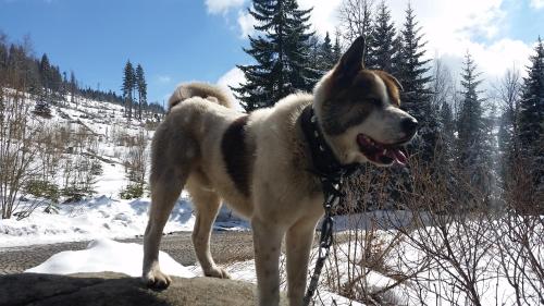 a dog standing on a rock in the snow at Boeritza Hotel Complex in Vladaya