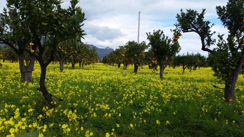 a field full of yellow flowers in an apple orchard at Villa Laura Apartment in Giardini Naxos