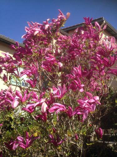 a tree with purple flowers in front of a house at Le Relais des Malettes Chambres d'hôtes B&B in Francheville