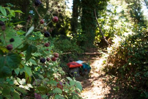 a dirt trail in a forest with fruits and plants at Otium B&B in Cavallirio