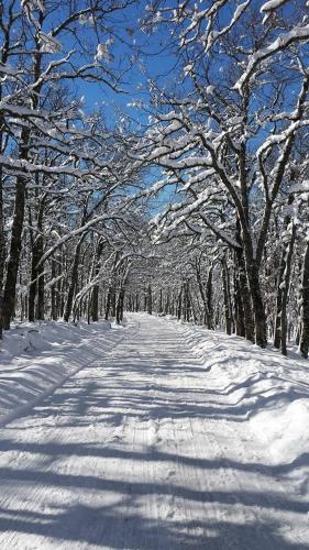 a snow covered tree lined road with snow covered trees at Apartamentos Monte Hernanz in Riaza