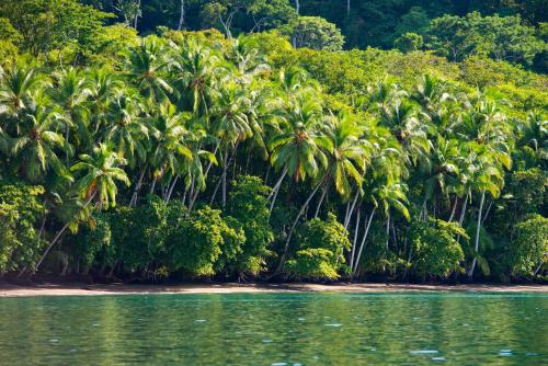 a group of palm trees on the shore of a beach at Playa Nicuesa Rainforest Eco Sanctuary in Golfito