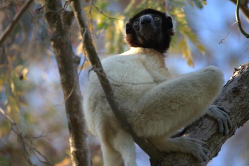 a monkey sitting on a tree branch at Hôtel Restaurant Coco Lodge Majunga in Mahajanga