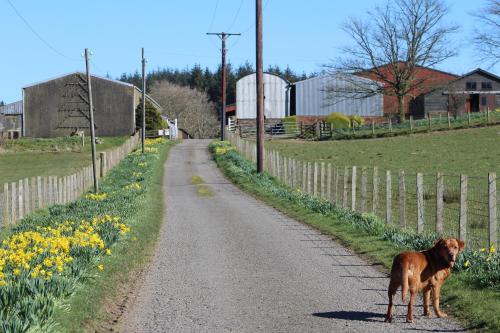 a dog standing on a road next to a fence at Shandon Farmhouse Bed and Breakfast in Drymen
