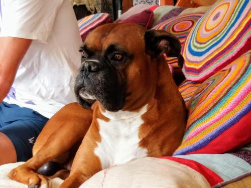 a brown and white dog sitting on a couch at Hotel Monte Regina in Vera