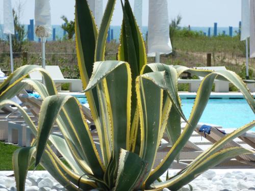 Gallery image of Hotel Mediterraneo Suite&Residence in Lido di Jesolo